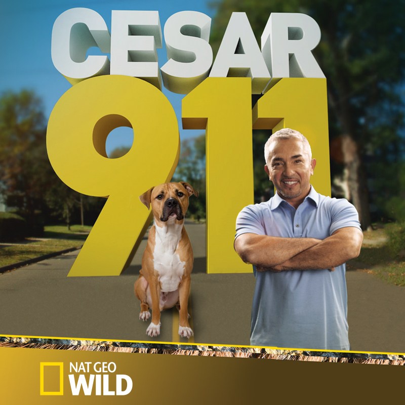 Cesar Milan Cesar Millan Toilet Training Cesar's Rules By Cesar